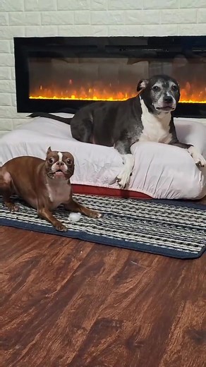 Watching this Boston Terrier mama play with her baby is like watching love dance — gentle, silly, and full of heart-melting moments. | Boston Terriers Puppies For Rehoming And Adoption