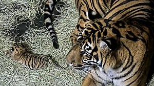 Sumatran tiger cub born at San Diego Zoo Safari Park
