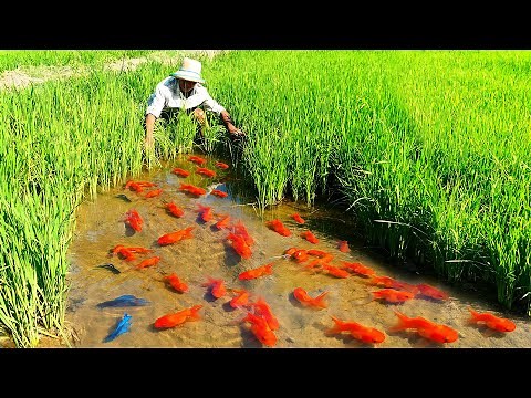 How Ornamental Fish Farmer Raising Thousands of fish and Harvest - Mud pond Last Harvest!!