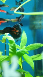 Super Black Moscow at R65ea | Fantasea Aquarium and Pet | Facebook