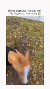 237K views · 10K reactions | Funny and cute dogs compilation 藍 殺 | Cuteyfunny | Facebook