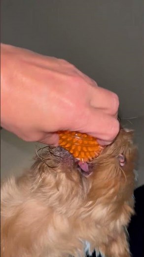 Peabody cobra commander