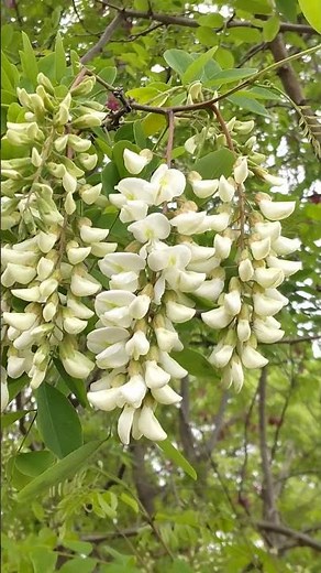 🇺🇸 ニセアカシアが開花した。偽金合歓 ハリエンジュ 針槐 2024/05/07 Robinia pseudoacacia