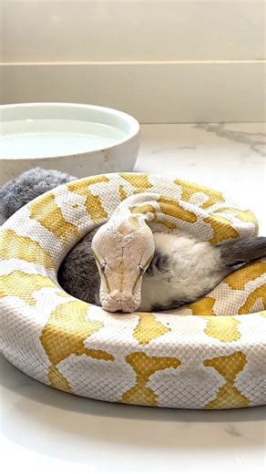 Albino python feeding on live rabbit inside clean house-based setup | rare authentic feeding moment Warning [Warning: Live Feeding Video] This content shows animals feeding naturally as part of nature. No harm, no encouragement of violence. Educational wildlife content. #albinopython #pythonfeeding #liverabbit #snakefeeding #reptilepet #wildlifeeducation | Frog Feeding
