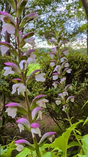 🪻縦にまっすぐ伸びるユニークで美しいお花アカンサス🍃