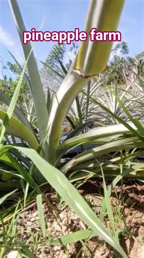 Watering Pineapple Plants with Fresh Spring Water | Summer Farm Routine