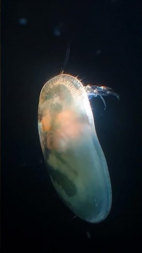 A seed shrimp (ostracod) under a microscope #aquarium #nature #microfauna #microscopy #ostracod