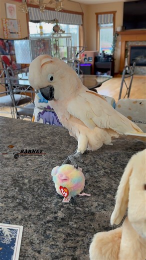 The new little piggy toy 🐷😂 #barneythewestcoastcockatoo #cockatoo | Barney the West Coast Cockatoo