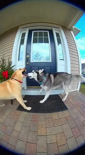 Moments of Friendship: Two Dogs Meet at the Door