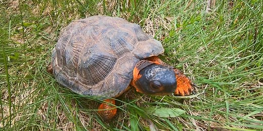 Checking in on Vermont turtle populations