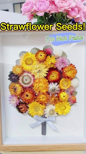 I Am Not Fake🤨 #strawflower #driedflowers #diyflower #diygarden #flowergarden #summerflowers #growyourown #flowerarrangement #flowerdrying #floraldesign #preservedflowers