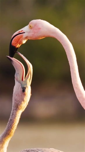 Flamingo Parents Feeding Their Chicks Crop Milk