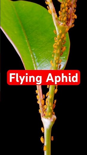The Flying Aphid