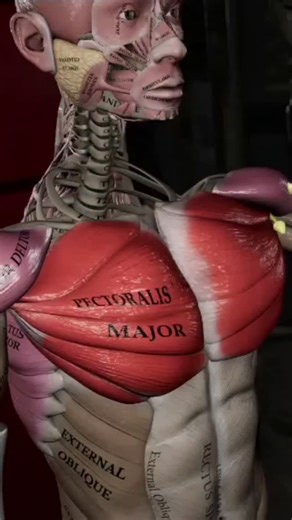 1.6K views · 328 reactions | “PEC DECK FLY: Build Bigger Chest with Correct Form | Avoid These Mistakes!” #fblifestyle | Azra Fitness | Facebook