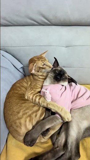 The Mysterious Mind of Oriental Shorthair Cats