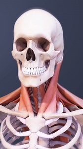 134K views · 3.1K reactions | Do you have issues with your neck muscles that is causing you pain? | Spine-health | Facebook