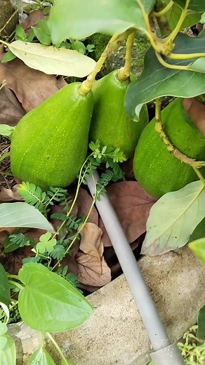 Alpukat aligator super jumbo #alpukataligator #alpukat | Oto Uchida Grow