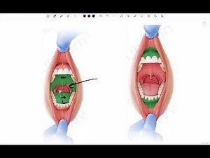 Anatomy of the oral cavity