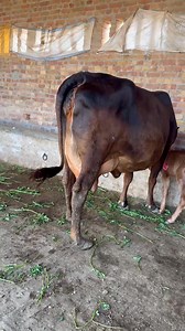 70K views · 2.7K reactions | #cow #dairyfarm #dairy_farming #modern_dairy_farming #modern_agriculture #agricultural_machines #amazing_technology #advance_technology #modern_technolog | Dairy Cow TV | Facebook