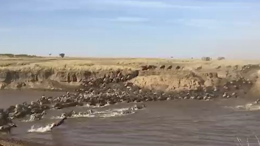 444K views · 10K reactions | Watch a massive migrating herd of Wildebeest Zebra and Hartebees make a water crossing at Maasai Mara National Reserve, Kenya. #amazing #wildlife #safari #nature #animals | Wildest Kruger Sightings | Facebook