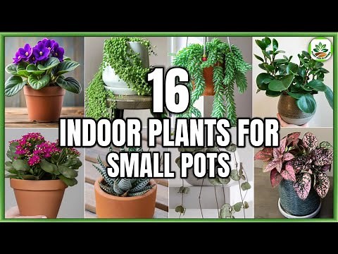 16 Indoor Plants for Small Pots | Small Pot Indoor Plants | Plant and Planting