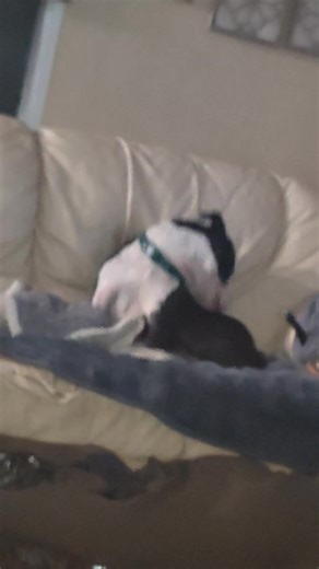 Asriel Audios (@asriel.turner)’s videos with original sound - LUX