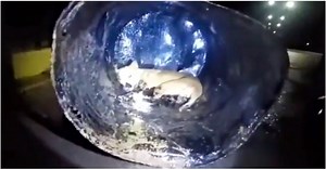 Frantic Stray Stuck In Barrel Of Tar Couldn’t Be Saved Without Ripping Her Skin