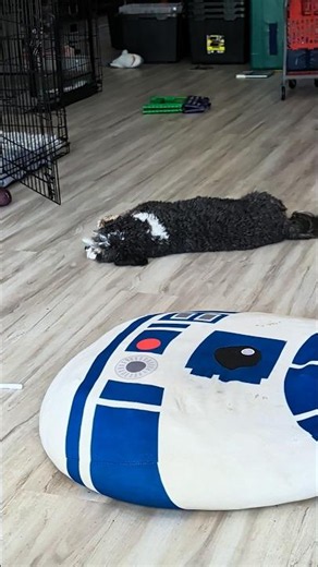 Funny Cavapoos Exhausted From Barking at Cat
