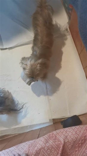 will scruffy make the leap