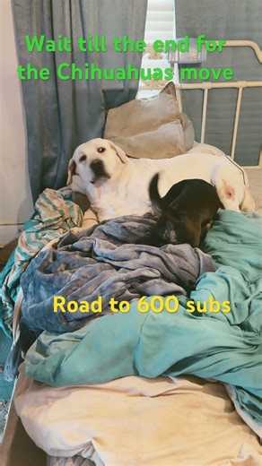 Matt’s dogs wrestling!! Chihuahua and Lab. 🐶🐕 Song: 2pac - Don’t make enemies with me!!