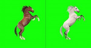 Animated Brown White Horses Performing Variety: vídeo stock (100% livre de direitos) 1052321095 | Shutterstock