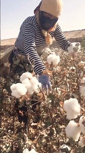 Cotton Picking Techniques #farming ‪@HappyFarm85‬