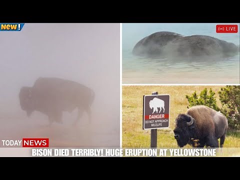 Huge Eruption in Yellowstone! Horrific Camera Bison Falls into Grand Prismatic Spring! USGS Alert