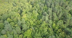 Dense green deciduous forest, bird's eye view - top down aerial shot