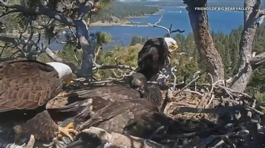 Sunny and Gizmo, the two California bald eagle chicks of Jackie and Shadow and stars of a global webcam sensation, are ready to take flight any day now. | CBS Evening News