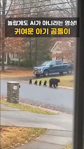 곰돌이 가족의 나들이! 놀랍게도 AI가 아닌 영상 ㅋㅋ