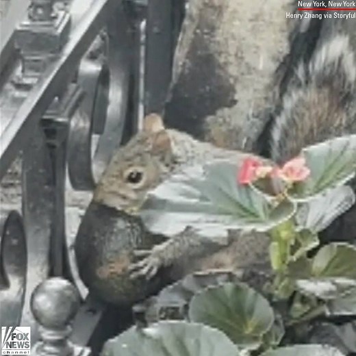 413K views · 2.5K reactions | SNACK TIME: One hungry squirrel didn't mind having an audience while enjoying an avocado in a Manhattan flowerbed. | Fox News | Facebook
