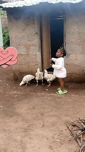 Baby chasing chickens | Cherry Bethel Page