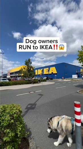 The easiest & smartest way to pick up the poop🤯 #dogproducts #dogtips #happydog #petlovers