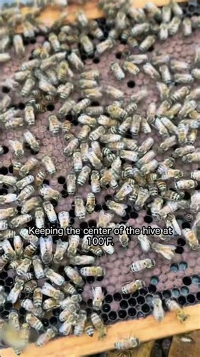 Ever wonder how bees survive the winter? 🐝