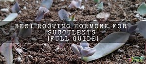 Best Rooting Hormone For Succulents | Full Guide | Succulent Thrive