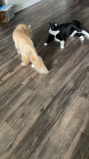 Mufasa isn’t a fan of Simba’s haircut #cats #catsoftiktok #lionking #fyp #fypシ