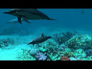 Dolphins 3D Screensaver Trailer