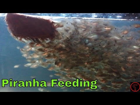 Piranha Feeding (EPIC)