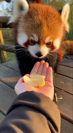 POV: Feeding a Red Panda Inside the Enclosure