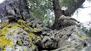 7.3K views · 169 reactions | Too Cute Baby Owl | Cute And Funny Animals | Facebook