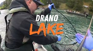 Surviving the Drano Springer chaos