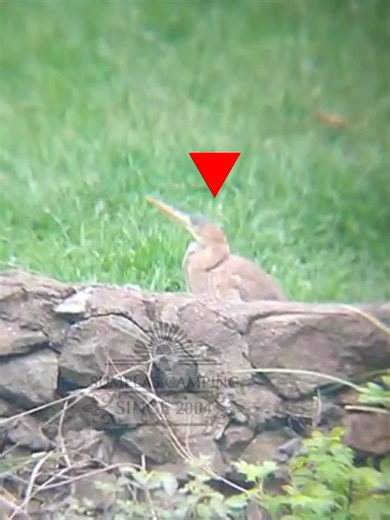 Sumelas Camping'te Erguvani balıkçıl türü gözlemlendi. Genel Bakış: Mor balıkçıl, geniş bir balıkçıl türüdür. Afrika, orta ve güney Avrupa ve güney ve doğu Palearktik'te ürer. Batı Palearktik popülasyonları, üreme ve kışlama habitatları arasında göç ederken, Afrika ve tropikal-Asya popülasyonları, ara sıra dağılan hareketler dışında, esas olarak yerleşiktir. Bilimsel adı: Ardea purpurea Korunma durumu: Asgari Endişe (Soyu Azalan) @Ayşe Kara #fyp #fy #sumelascamping #ardeapurpurea #bird #birdsoft