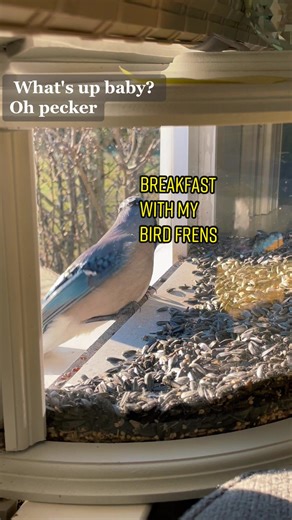 Bird Magic: Breakfast with Blue Jays, Titmouse, Finch, and Woodpecker