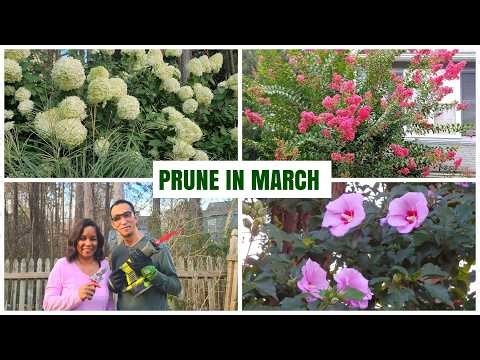 Perennials You Should Prune in March for Abundant Blooms #gardening